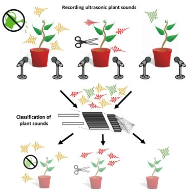 plants_ultrasonic_recording-5a05a-e661c.